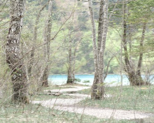 Calm forest path perfect for a mindful walking routine